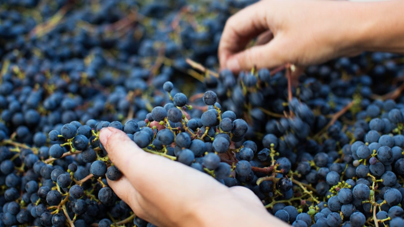 hansen-transport-grape-hauling